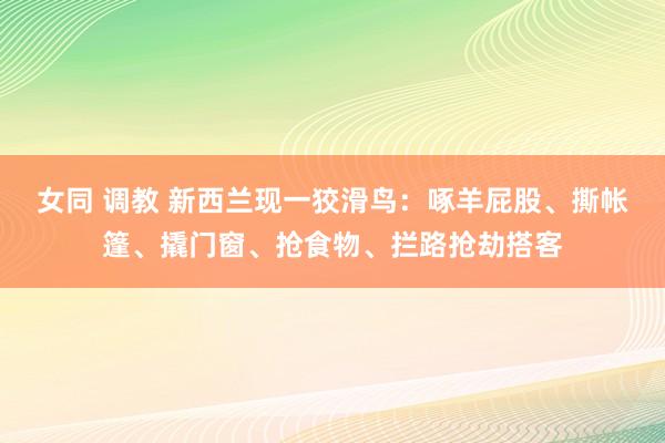 女同 调教 新西兰现一狡滑鸟：啄羊屁股、撕帐篷、撬门窗、抢食物、拦路抢劫搭客