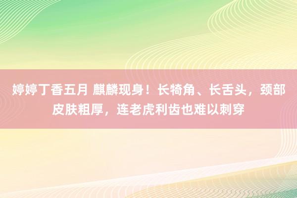 婷婷丁香五月 麒麟现身！长犄角、长舌头，颈部皮肤粗厚，连老虎利齿也难以刺穿